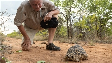 Wilfried Pabst entdeckt bei einer Buschwanderung in seinem Naturschutzgebiet Sango im Südosten Simbabwes eine Pantherschildkröte, die bis zu 60 Jahre alt werden kann.