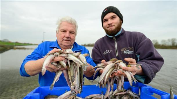 Stintsaison an der Elbe im Gange: Fischer optimistisch Wilhelm (l) und Jonas Grube stehen mit frisch gefangenen Stint an der Elbe. Stinte sind im Frühjahr im Norden ein Klassiker - die Elbe gibt aber nicht mehr so viel her wie früher.