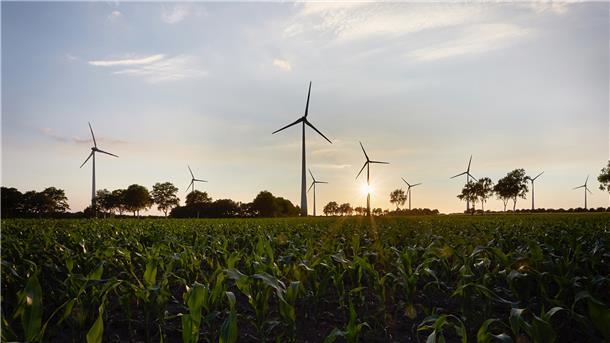 Windräder in der Abendsonne, davor ausgedehnte Maisfelder. Mehr erneuerbare Energie auf einen Blick geht kaum noch.