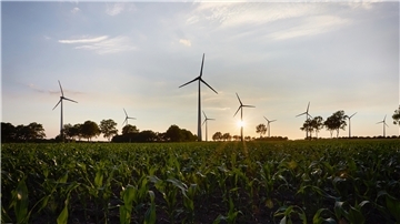 Windräder in der Abendsonne, davor ausgedehnte Maisfelder. Mehr erneuerbare Energie auf einen Blick geht kaum noch.
