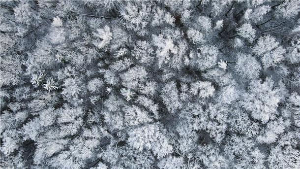 Bilder des Tages Winterlich verschneit sieht ein Wald im Landkreis Märkisch-Oderland in Ostbrandenburg von oben aus.