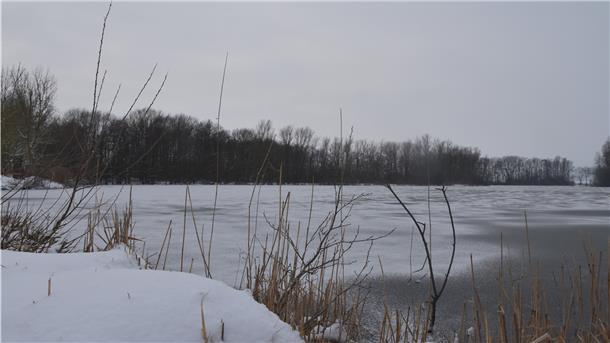 Winterwunderland: Der Seenpark 1 liegt zugefroren da. Bisher erfreuen sich vor allem Hunde, ihre Halter und Spaziergänger an der winterlichen Landschaft, denn das Eislaufen ist auf dem Gewässer noch nicht möglich.