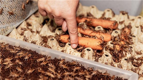 Wir besuchen die Grillenfarm entosus in Bremen. Die Grillen legen die Eier im Kokosnussand ab indem sie ihren Stachel hineinstechen.