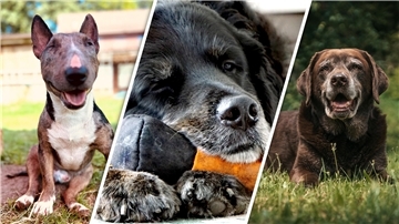Wir suchen den tollsten Hund der Region. In der engeren Auswahl stehen Titan, Harry und Ginger.