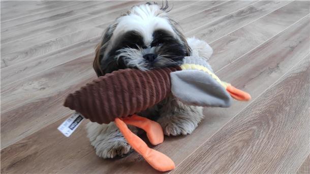 Wir suchen den tollsten Hund der Region. Shih Tzu "Loui" nutzt die Gelegenheit, um sein Lieblingsspielzeug zu zeigen.