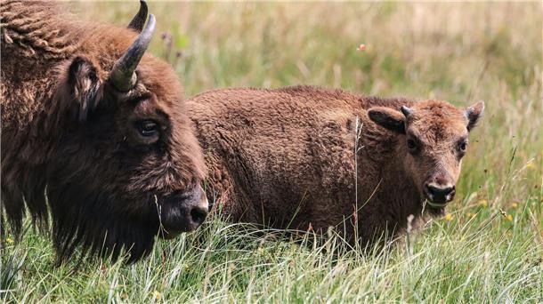 Wisente-Artenschutzprojekt vor dem Aus: Wie geht es weiter? Wisente stehen in der Wildnis im Sauerland auf einer Wiese.