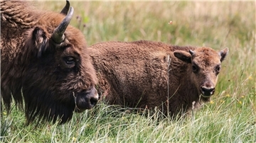 Wisente stehen in der Wildnis im Sauerland auf einer Wiese.