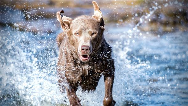 Wo dürfen Hunde durchs Wasser planschen? Wie reagiere ich im Notfall? Und welche Spiele bringen Abwechslung ins Hundeleben? Antworten auf diese Fragen findet man in zahlreichen Apps.