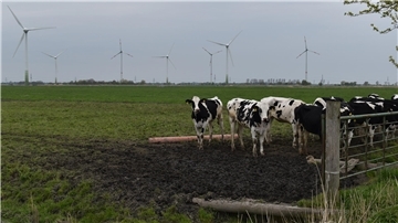 Wo heute Kühe grasen: Im Bereich des Bebauungsplanes für den Windpark Rodenkircherwurp soll ein Solarpark entstehen.