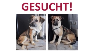 Man sieht einen Flyer mit zwei Fotos von einem Welpen und den roten Schriftzug „Gesucht“ darüber.