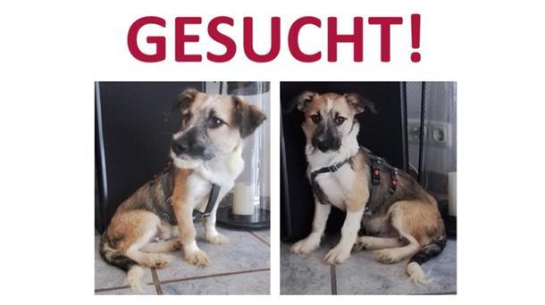 Man sieht einen Flyer mit zwei Fotos von einem Welpen und den roten Schriftzug „Gesucht“ darüber.