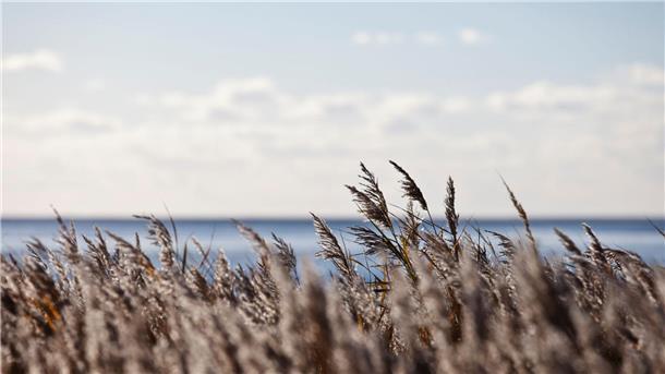 Warum es sich lohnt, den Herbst zu lieben Wo Schilf wächst, ist auch Wasser - wie hier am Wattenmeer in Cuxhaven.