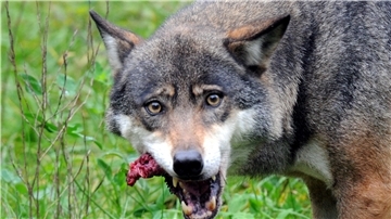 Wölfin Lena hat  in ihrem Gehege im Wildpark Eekholt (Schleswig-Holstein) ein Stück Fleisch im Maul.