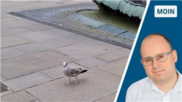 Eine Möwe und ein Mann