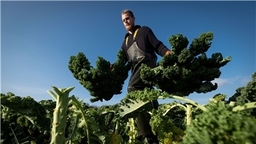 Wunstorf-Liethe: Hinrich Eyting erntet Grünkohl-Pflanzen auf der Plantage des landwirtschaftlichen Betrieb Wegener.