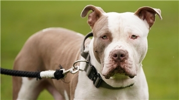 XL Bullys sind Mischlinge, die auf eine Pitbull-Terrier-Art zurückgehen.