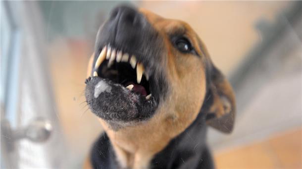 Ein Hund, der seine Zähne fletscht.