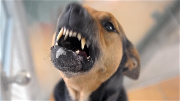 Ein Hund, der seine Zähne fletscht.
