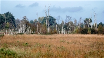 Zahlreiche Birken stehen in der Diepholzer Moorniederung nahe der Ortschaft Heimstatt im Landkreis Diepholz.