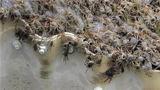 Krabben-Invasion an der Elbe: Spektakuläres Naturschauspiel Zahlreiche Chinesische Wollhandkrabben überqueren ein Hindernis an der Fischtreppe Geesthacht.