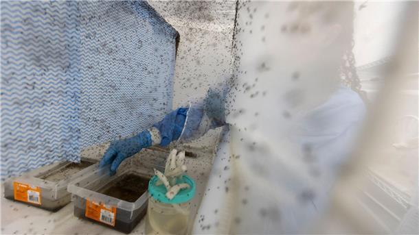 Studie: Klimawandel verschärft Ausbreitung des Denguefiebers Zahlreiche Gelbfiebermücken, die zur Bekämpfung des Dengue-Fiebers mit Wolbachia-Bakterien modifiziert wurden, fliegen in einem Insektenkäfig in Rio de Janeiro. (Archivbild)