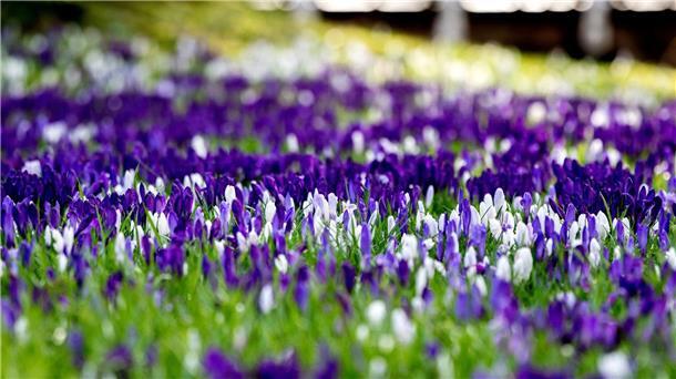 Bilder des Tages Zahlreiche Krokusse blühen auf einer Wiese im Schlossgarten in Oldenburg.