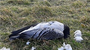 Zahlreiche tote Weißwangengänse liegen derzeit an der Küste Butjadingens. Immer einzeln. Denn zum Sterben sondern sich die Vögel ab. Sie sind Opfer der Vogelgrippe.