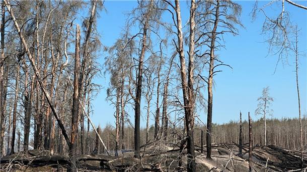 Zahlreiche verbrannte Bäume im Waldbrandgebiet bei Lübtheen.