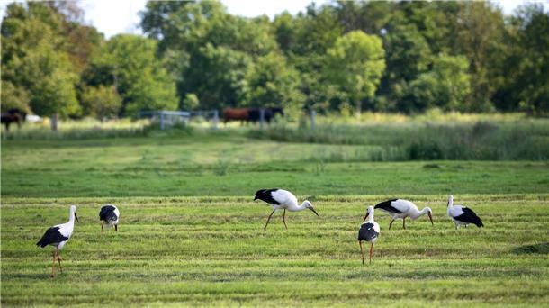 Storchenpopulation in diesem Jahr ungewöhnlich hoch Zahlreiche Weißstörche auf einer Wiese.