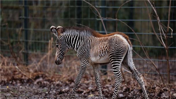 Seltenes Zebra-Fohlen im Nürnberger Tiergarten geboren Zebra-Baby Lumi wurde am 24. Januar 2024 zur Welt gebracht.