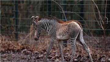 Zebra-Baby Lumi wurde am 24. Januar 2024 zur Welt gebracht.