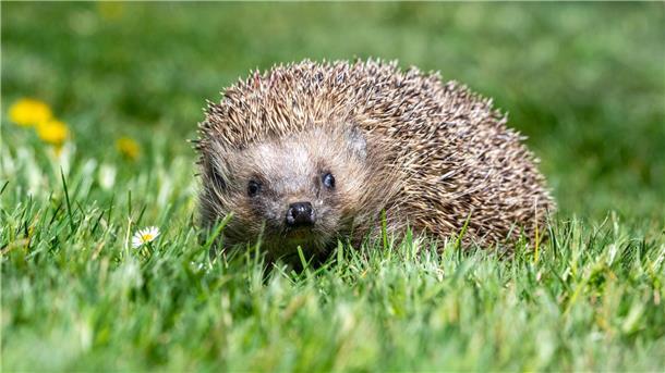 Wo sind Igel und Maulwürfe? Bürger sollen Forschern helfen Ziel ist es unter anderem, erstmals flächendeckend belastbare Zahlen zu Igel-Beständen zu ermitteln.