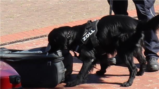 Kontrolle am Bahnhof Bremerhaven-Lehe: Zoll stellt ein Kilo Marihuana sicher Zollhund „Bandit“ bei der Arbeit.