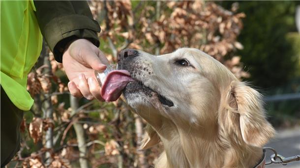 Das Foto zeigt den Golden Retriever Michel, wie er an einem Glas schnuppert. 