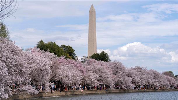 „Beste Fotobombe ever“: Obama spaziert durchs Blütenbild Zu den Spaziergängern unter den blühenden Kirschbäumen in Washington gehört auch der ehemalige US-Präsident Barack Obama.