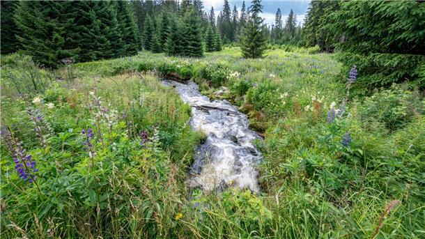 Deutschland in Biodiversitätsliste fast EU-Schlusslicht Zu den strengen Naturschutzgebieten gehört in Deutschland unter anderem der Nationalpark Bayerischer Wald.