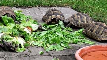Zu den zahlreichen Tieren, die auf dem Land von Familie Simon leben, gehören Griechische Landschildkröten. Die vermehren sich sogar in Schweewarden.