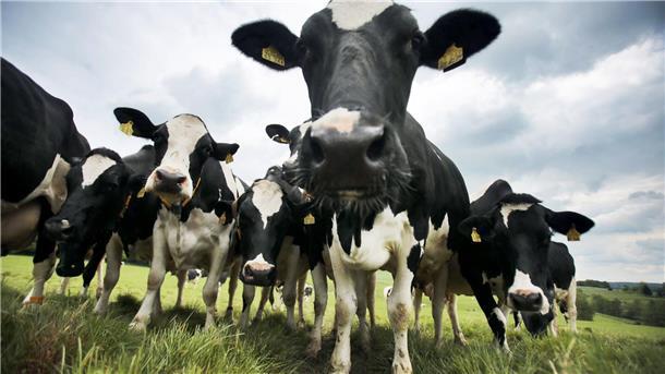 Landwirte uneins über staatlich geregelte Milchverträge Zu viel Bürokratie oder notwendige Hilfe für Bauern - ein Vorschlag der EU-Kommission sorgt für Streit unter Landwirten. (Archivfoto)