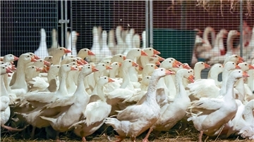 Zuchtgänse laufen durch einen Stall. An Weihnachten wird nach Befürchtung von Geflügelzüchtern wegen der kursierenden Vogelgrippe so mancher auf die traditionelle Weihnachtsgans verzichten müssen.