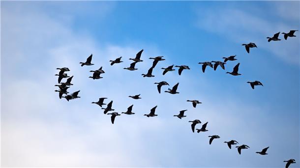 Zugvogeltage beginnen im Nationalpark Wattenmeer Zugvögel fliegen über das Wattenmeer der Nordseebucht Jadebusen.