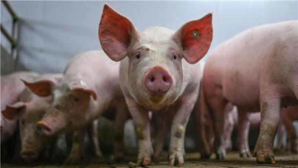 Erzeuger wollen Fleisch-Kennzeichnung verschieben Zum 1. August soll die staatliche Kennzeichnung für die Tierhaltung in Kraft treten - die Branche sieht noch Nachbesserungsbedarf. (Archivfoto)