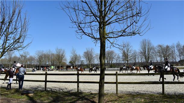 Abreiteplatz mit vielen Pferden.