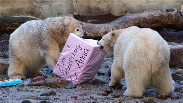Zoo am Meer rechnet mit rund 300.000 Besuchern Eisbären und ihre Geburtstagstorte