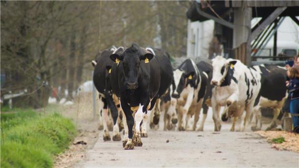 Milchkühe laufen aus einem Stall. In Brake findet erneut ein Weideaustrieb statt.