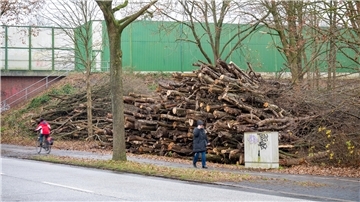 Bäume an Straße
