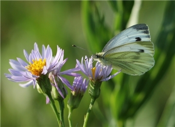 Zum Vespern geht es auf die in voller Sommerblüte stehenden Salzwiesen.