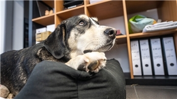 Zur Hochzeit der Corona-Pandemie haben sich sehr viele Menschen einen Hund angeschafft. Was ist aus den Tieren geworden? Nicht alle haben das Glück, so wohlbehütet zu sein wie Oskar.