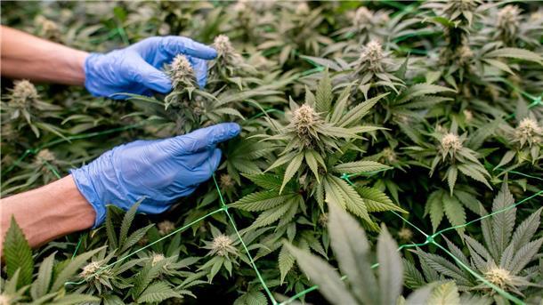 Cannabis-Anbauverein hat lange Warteliste Zurzeit wird in Ganderkesee die dritte Charge produziert.