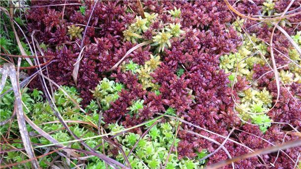 Zusammenspiel verschiedener seltener Bult-Torfmoose in kräftiger Herbstfärbung.