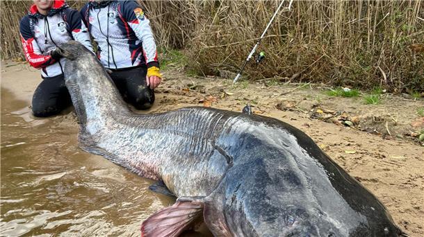 Angler in Polen fangen riesigen Wels Zwei Angler in Polen haben einen fast drei Meter langen Wels gefangen. (Foto Handout)